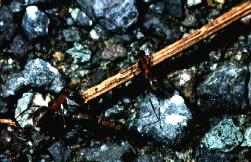 wood ant carrying