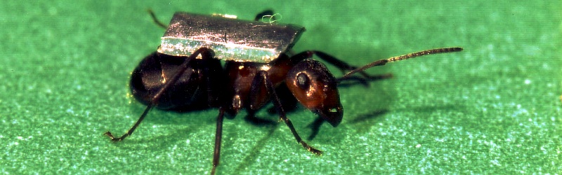 Ant carrying a lead weight